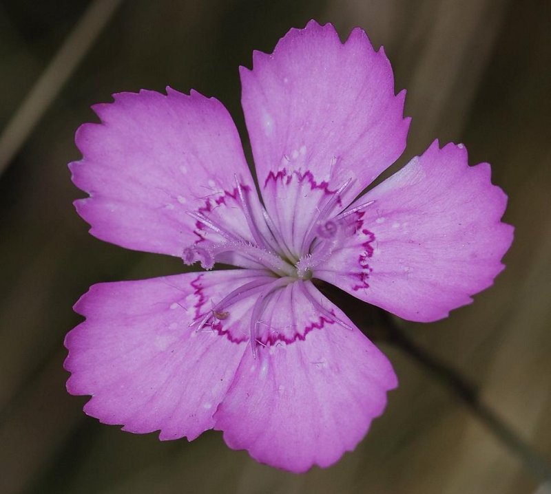 Dianthus deltoides. Close-up.