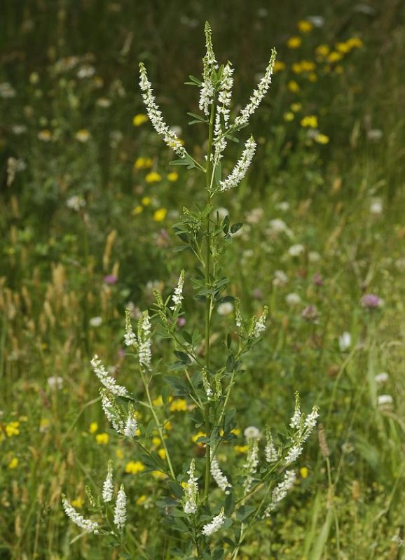 Meliotus alba.
