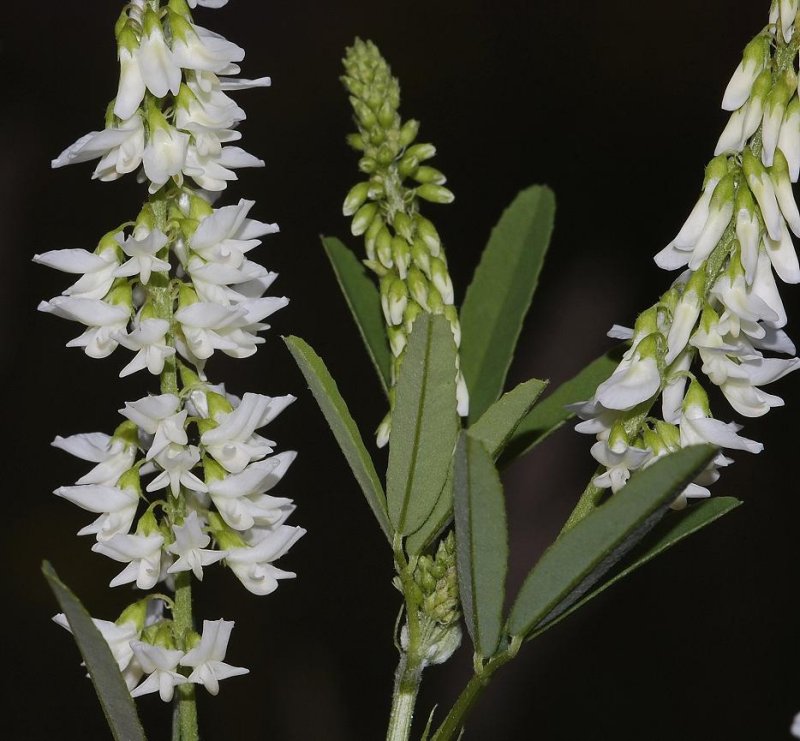 Meliotus alba Close-up.