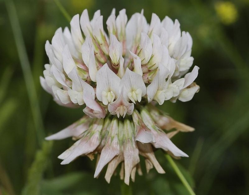 Trifolium repens.