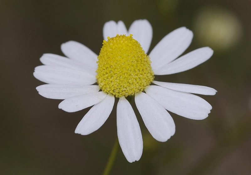 Matricaria chamomilla. Close-up.