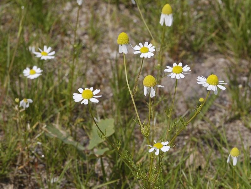 Matricaria chamomilla.