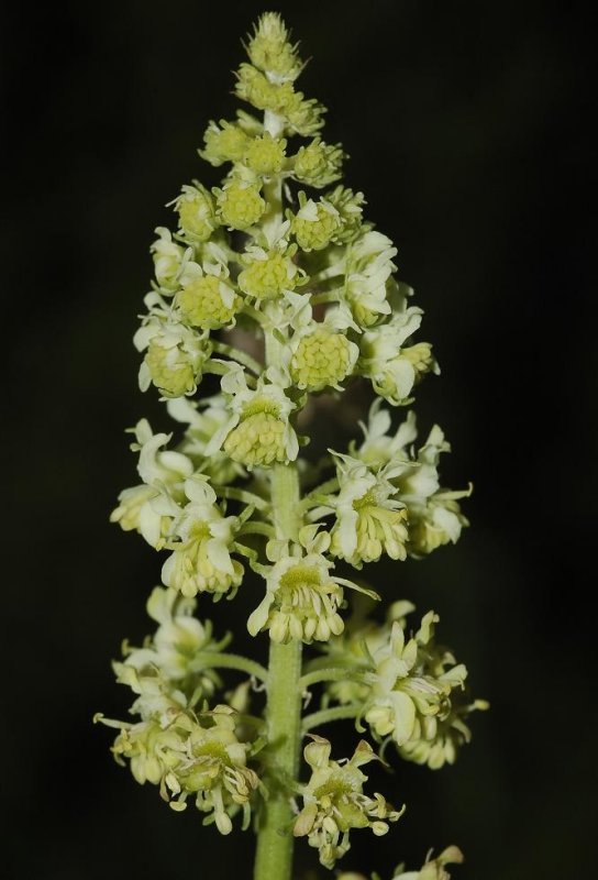 Reseda lutea. Close-up.