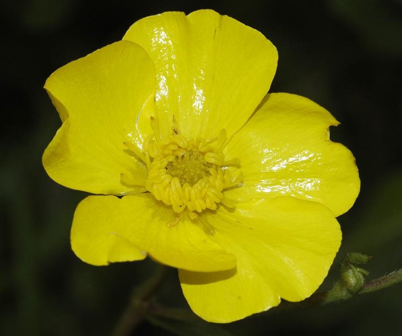 Ranunculus lingua close-up.