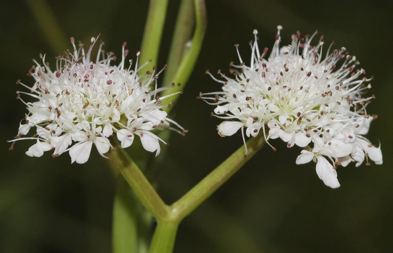 Oenanthe fistulosa Close-up.