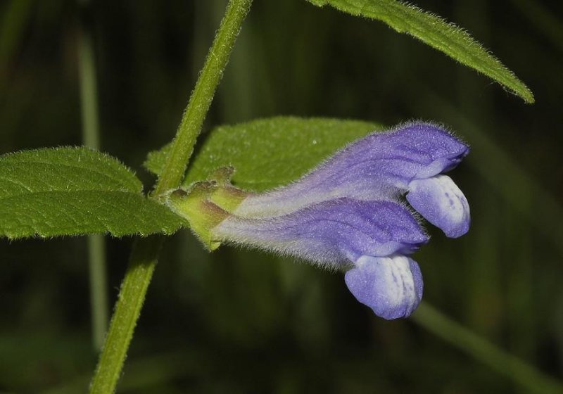 Scutellaria galericulata.