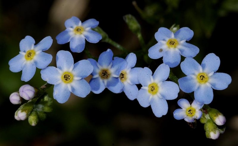 Myosotis scorpioides. Close-up.