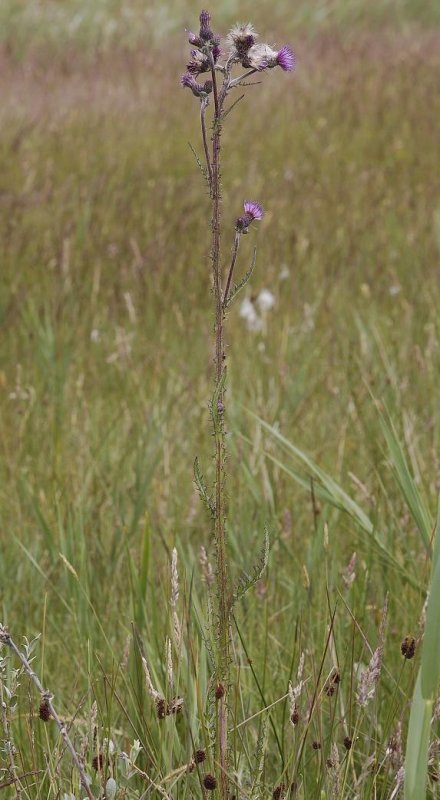Cirsium palustre.
