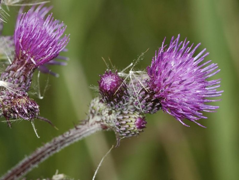 Cirsium palustre. Close-up.