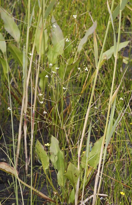 Alisma plantago-aquatica.