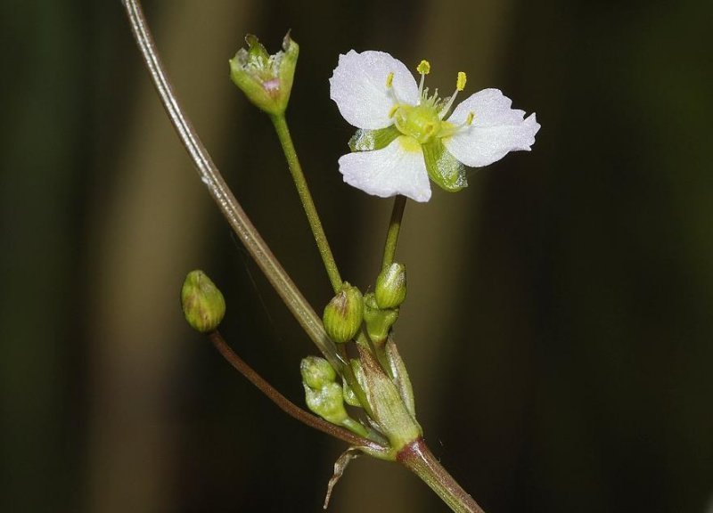Alisma plantago-aquatica. Close-up.