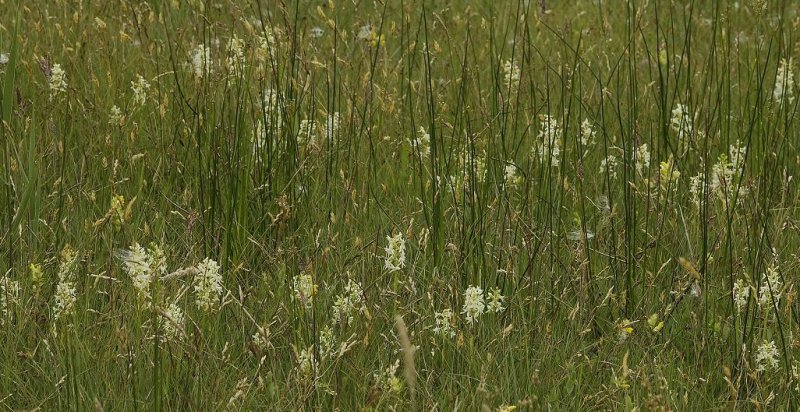 Platanthera bifolia.  In field.