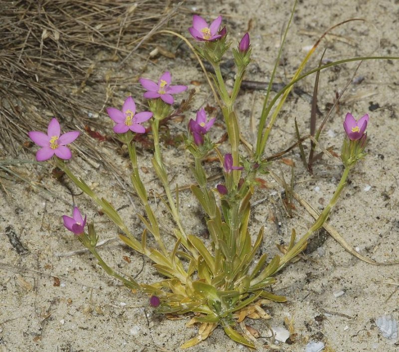 Centaurium littorale.