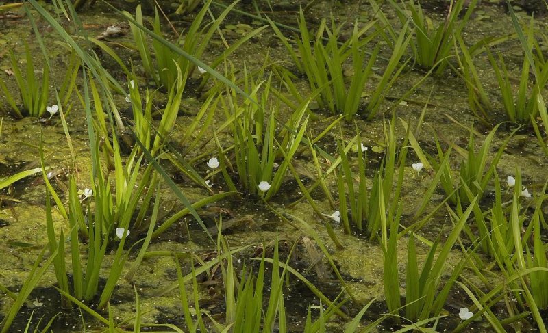 Stratiotes aloides.