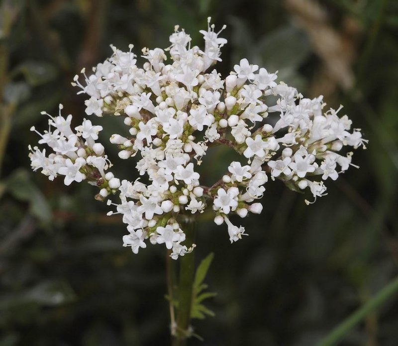 Valeriana officinalis.