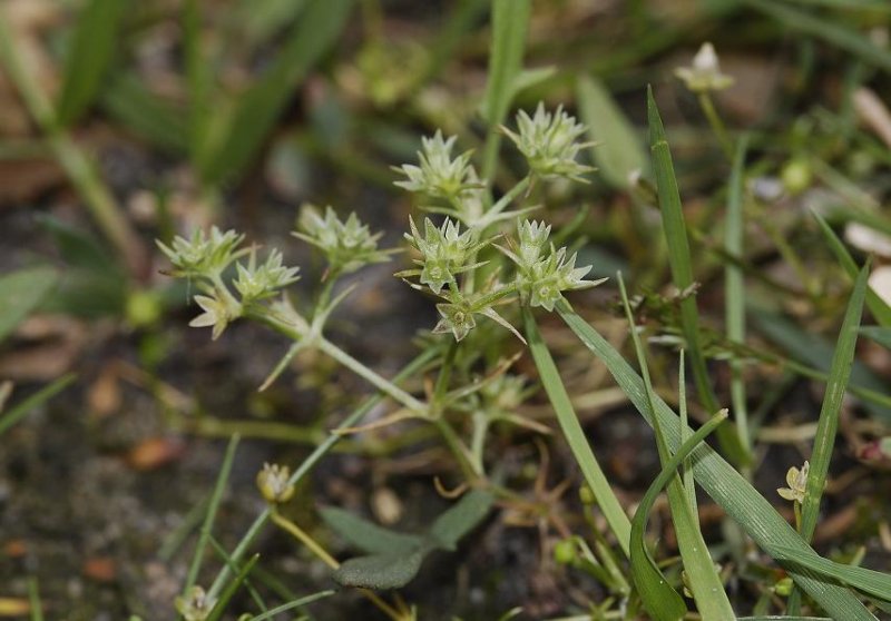 Scleranthus annuus.