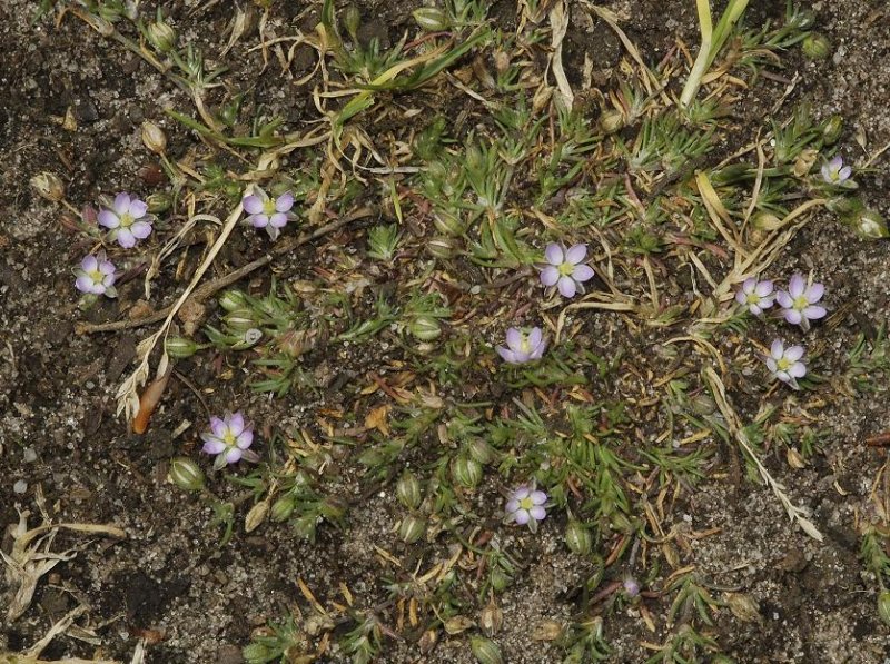 Spergularia rubra.