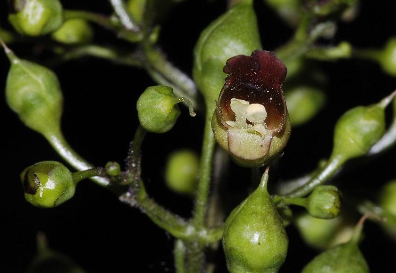 Scrophularia nodosa.