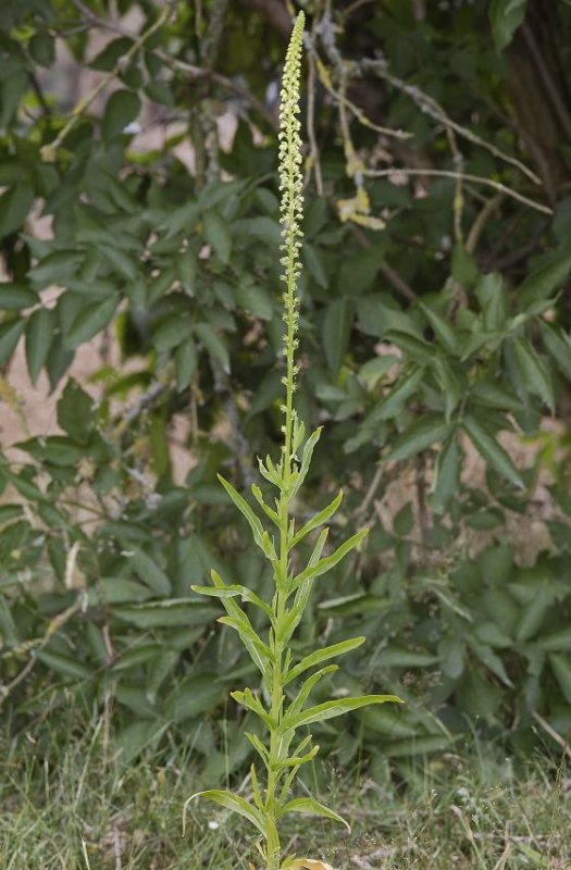 Reseda luteola.
