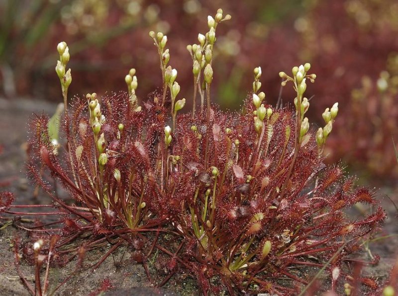 Drosera intermedia.