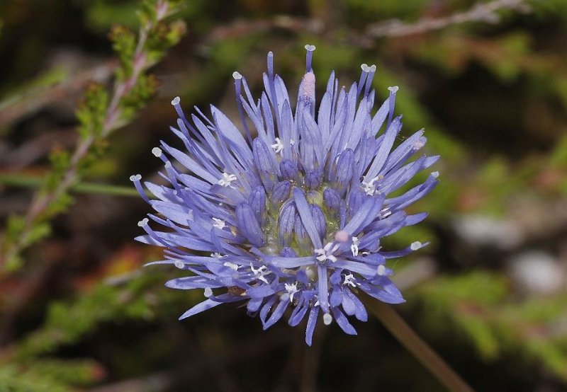 Jasione montana.