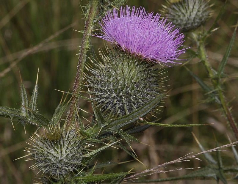 Cirsium vulgare.