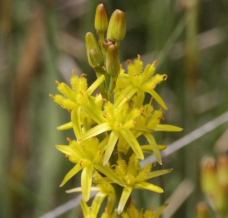 Narthecium ossifragum.