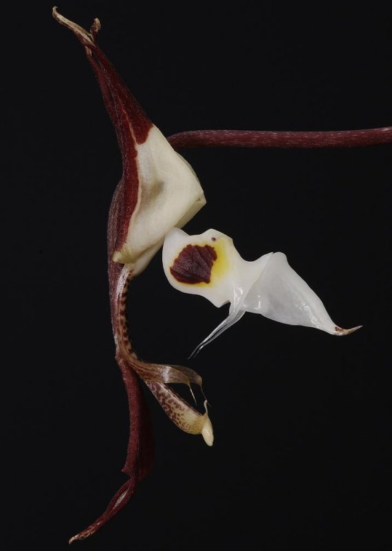 Gongora chocoense. Close-up.