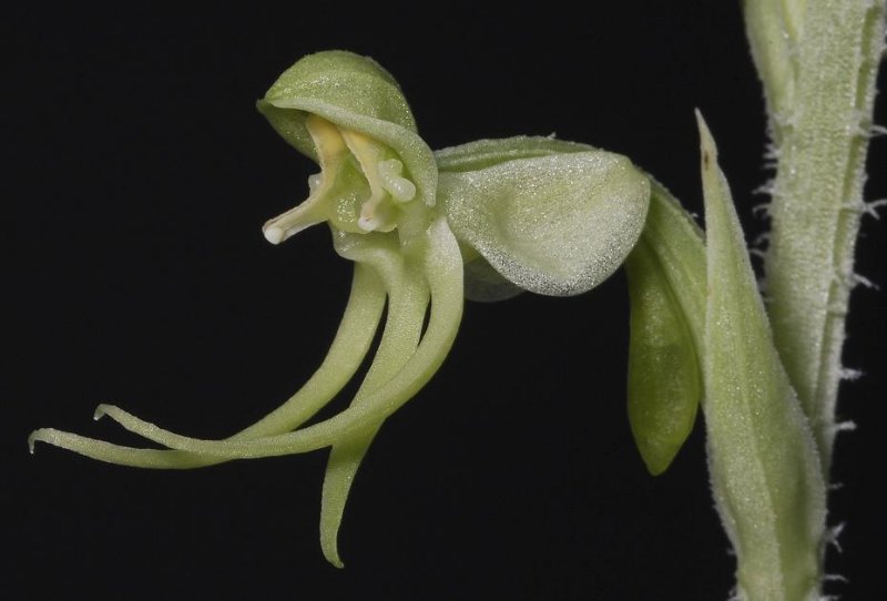Habenaria malleifera. Close-up.