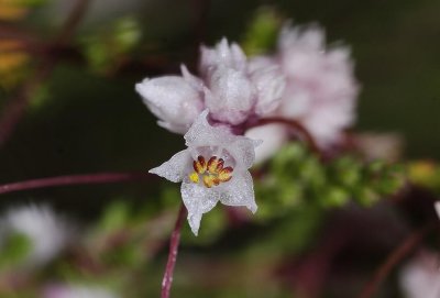 Cuscuta epithymum close-up. Fresh flower.