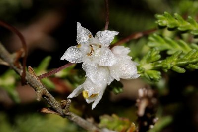 Cuscuta epithymum close-up. Older flower