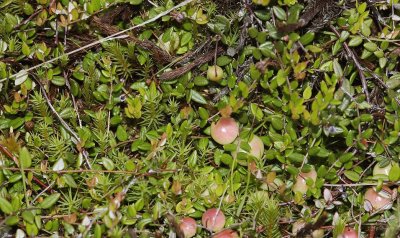 Vaccinium oxycoccus. Unripe fruits.