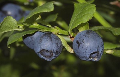 Vacinnium myrtilus. Fruit.