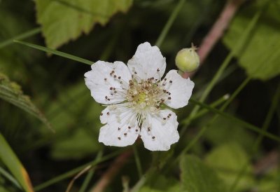 Rubus caesius. Flower close-up.