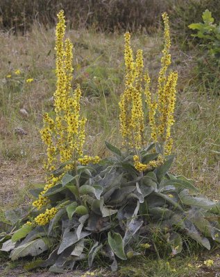 Verbascum nigrum.