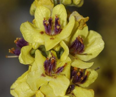 Verbascum nigrum. Close-up.