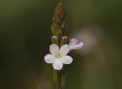 Verbena officinalis Close-up.