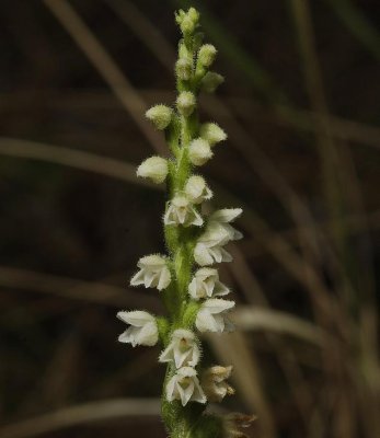 Goodyera repens. Close-up