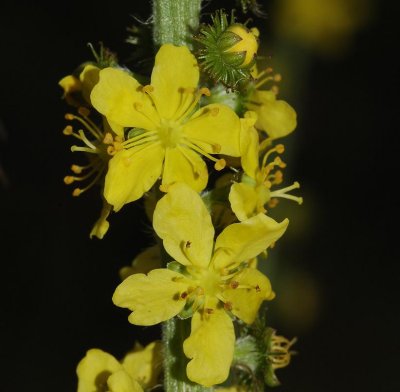 Agrimonia eupatoria. Close-up.