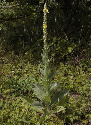 Verbascum densiflorum.