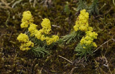 Galium verum.