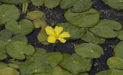 Nymphoides peltata.