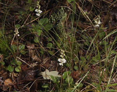 Pyrola rotundifolia.