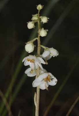 Pyrola rotundifolia spike.