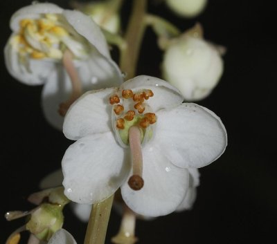 Pyrola rotundifolia. Close-up.