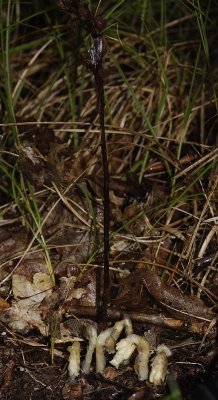 Monotropa hypopitys. Plant with last year's spike.