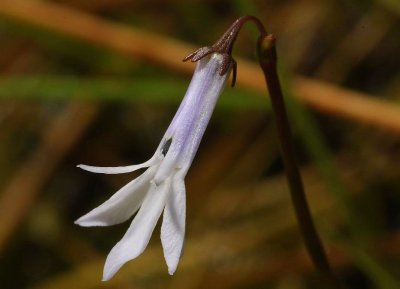 Lobelia dortmanna. Close-up.