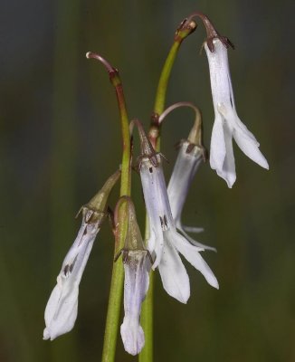 Lobelia dortmanna. Close-up.