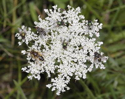 Daucus carota.