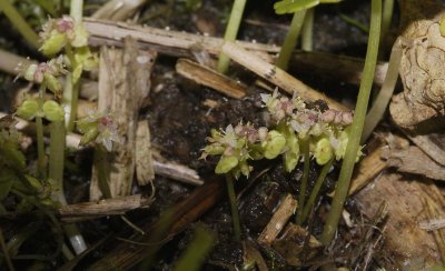 Hydrocotyle vulgaris flowers.